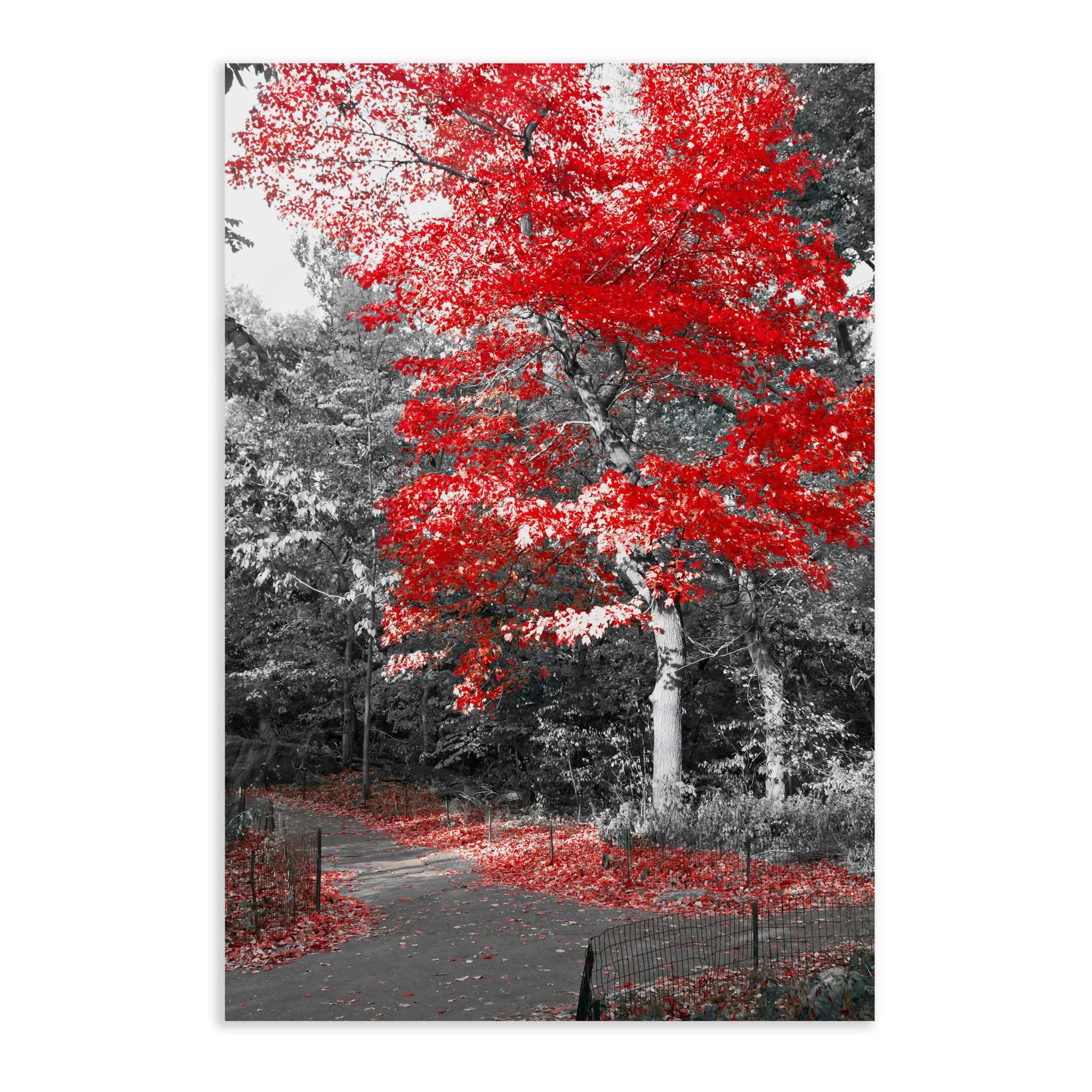 Red Autumn - Leinwandbild Landschaft SimpleCanvas Canvas